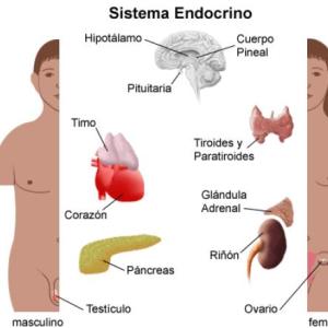 Sistema endocrino