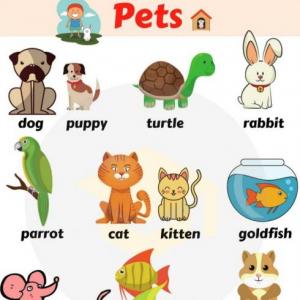 Imagen de portada del videojuego educativo: PETS, de la temática Idiomas