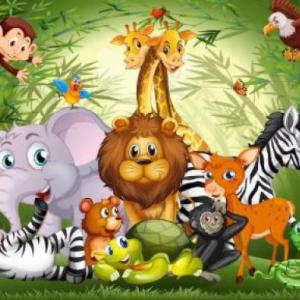  We look for animals in the jungle