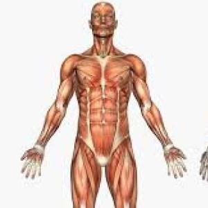 Cuerpo Humano