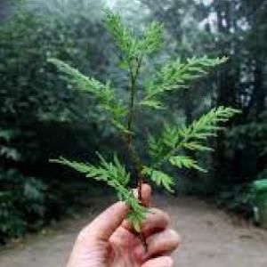 Vida de ecosistemas terrestres