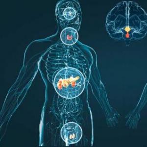 El Mundo del Sistema Endocrino