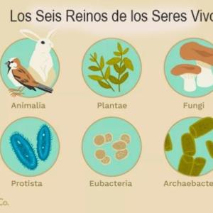 Los juegos de los reinos de seres vivos
