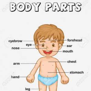 BODY PARTS