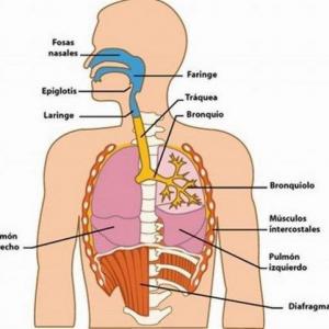 Sistema Respiratorio - Biología