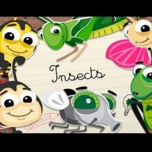 INSECTS