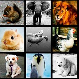 ¿Qué animal es?