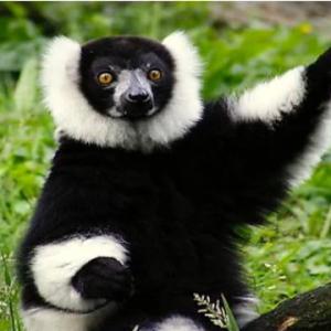 Identifying endangered animals