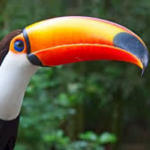Animales Sorprendentes