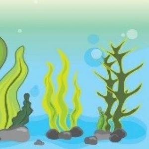 CLASIFICACIÓN DE LAS PLANTAS SEGÚN EL MEDIO EN EL QUE HABITAN