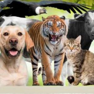 Animals