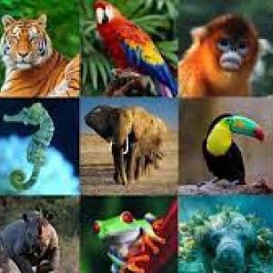 Portada del juego NOMBRES ANIMALES EN INGLÉS – Idiomas