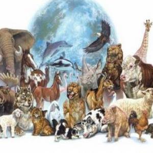 clasificación de los animales