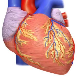 Portada del juego El cuerpo humano – Biología