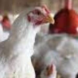 Producción Aviar - Pollos de Engorde