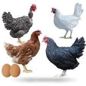 Producción Aviar - Gallinas de postura
