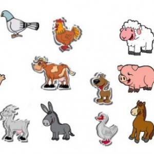 Animales de mi comunidad