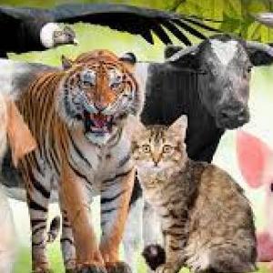 Imagen de portada del videojuego educativo: Tipos de animales, de la temática Biología