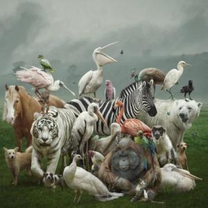 los animales 