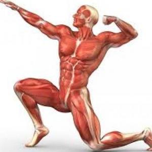 Imagen de portada del videojuego educativo: Ahorcado de musculos, de la temática Deportes