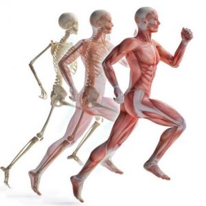 Imagen de portada del videojuego educativo: Los huesos y los músculos, de la temática Salud