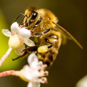 Las abejas