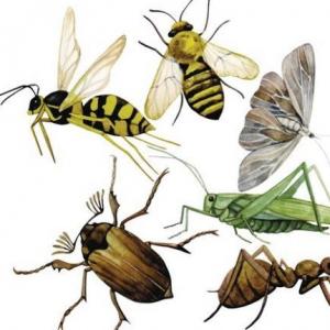 Los insectos