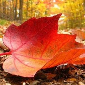 Llego el otoño! 