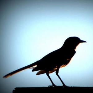 ¿DE QUÉ SE ALIMENTAN LAS AVES?
