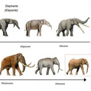 Propiedades y procesos evolutivos (ESPECIES)