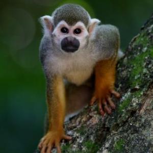 Animales P1