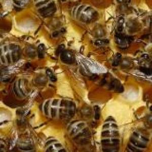 Las abejas