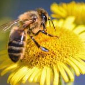 Las abejas