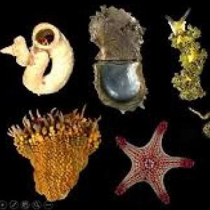 Identifica las especies