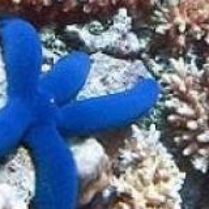 Invertebrados marinos