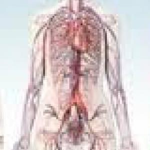 PARTES DEL CUERPO HUMANO