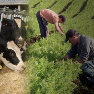Imagen de portada del videojuego educativo: Ganadería y agricultura, de la temática Geografía