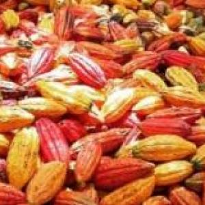 Portada del juego Cuánto sabes de cacao – Cultura general