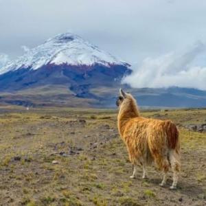 ECUADOR MEGADIVERSO