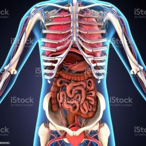 órganos del cuerpo humano.