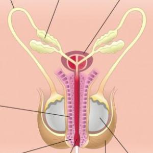 Aparato del cuerpo humano.