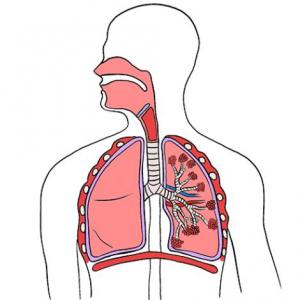 Aparato respiratorio.