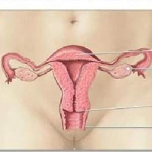 Aparato reproductor femenino.