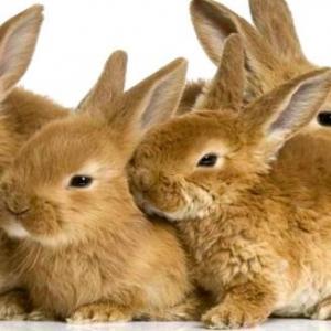 Reproducción en animales