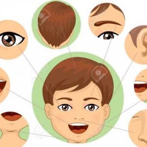Partes de la cara