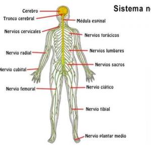 Sistema nervioso