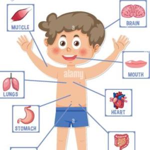 Orgános del Cuerpo Humano
