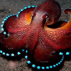 ANIMALES MARINOS