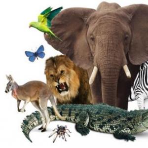Imagen de portada del videojuego educativo: REINO ANIMAL: TAXONOMIA, de la temática Biología