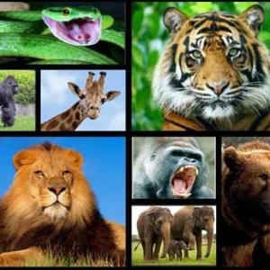 animales salvajes